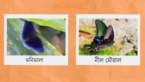 ছবি : উজ্জল দাস, ষাটমাকন্ঠ।