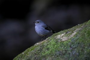 ছবি: নাকিব বাপ্পি।