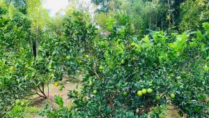 সবুজে ঘেরা বাগানে গাছে গাছে ঝুলছে রসালো মাল্টা, ছবি : আফজাল হোসেন রুমেল।