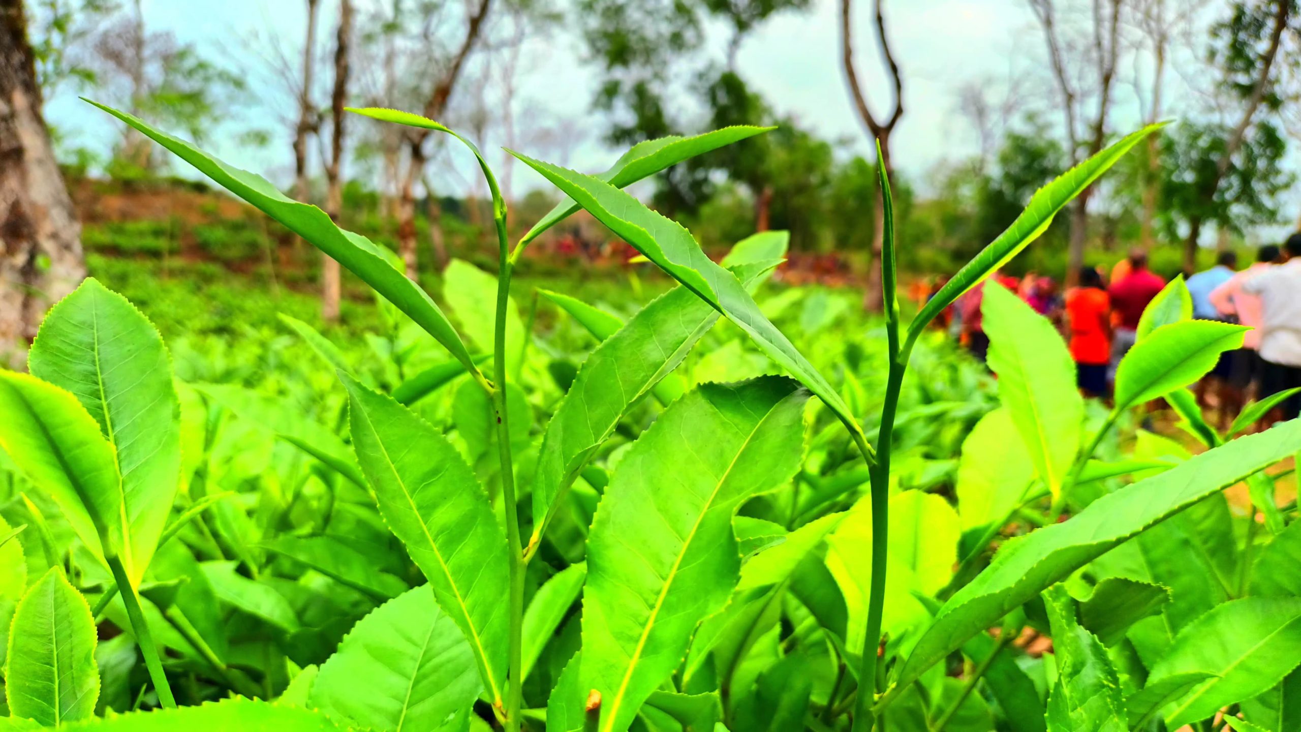 চা পাতা, ছবি : অজিত রবিদাস।