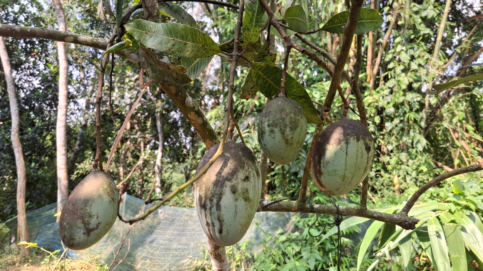 রেজাউল করিম খন্দকারের বাড়ির বাগানে আম গাছগুলোতে ঝুলছে বিভিন্ন জাতের আম ছবি: ষাটমাকণ্ঠ।