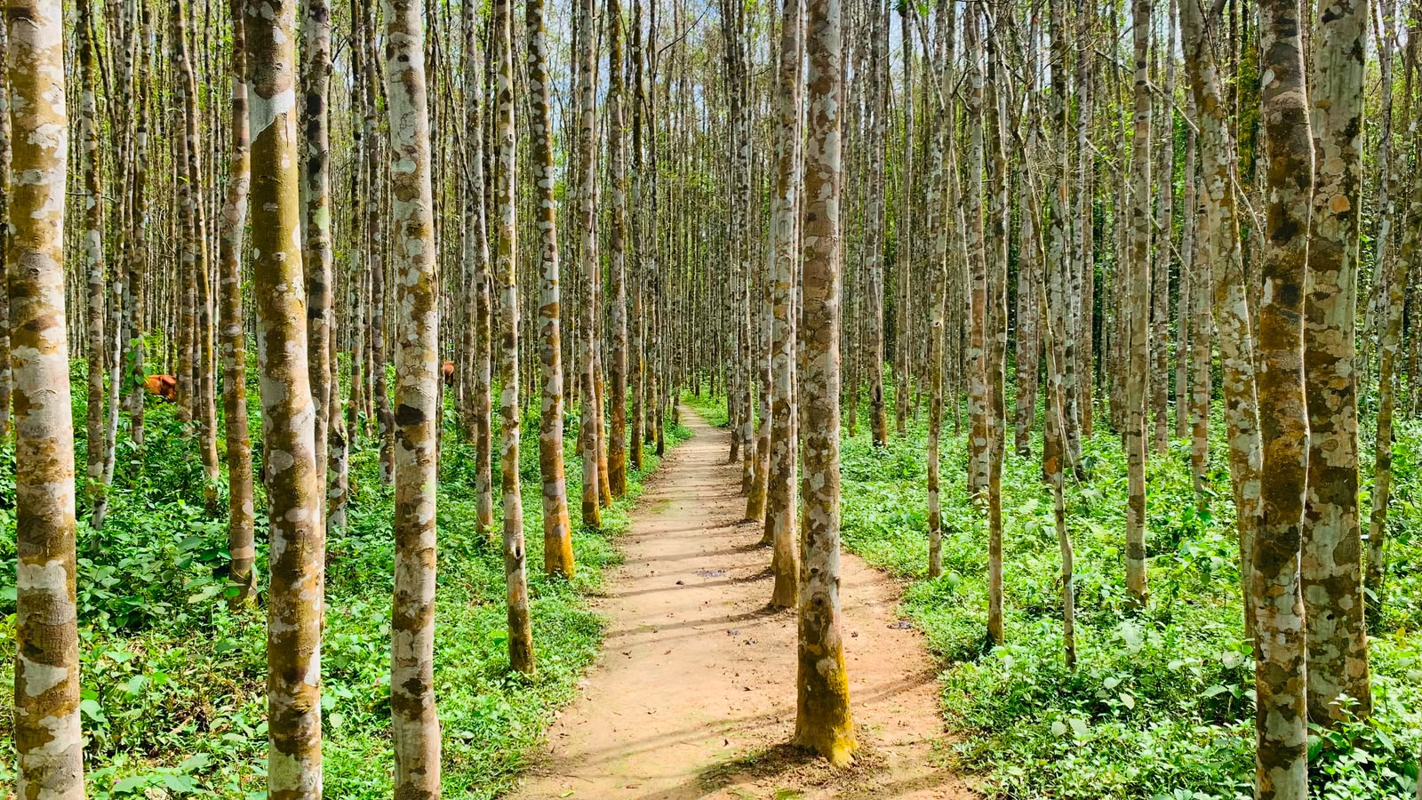 সারি সারি আগর গাছ, প্রতিটি গাছেই লুকিয়ে আছে সুগন্ধের সম্ভাবনা, ছবি : ষাটমাকন্ঠ।